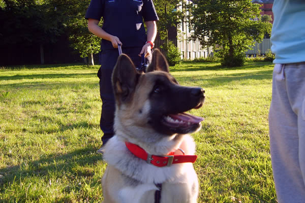 Fast Track Dog Training - our classes